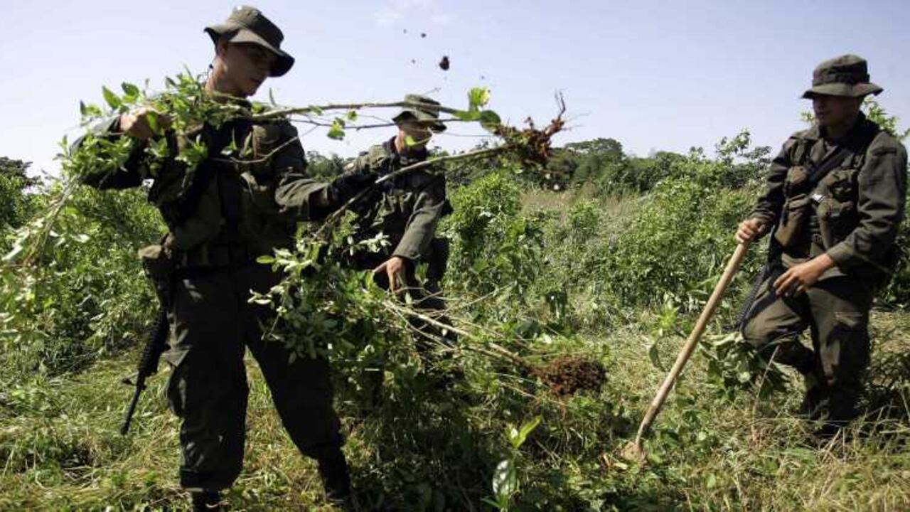 La erradicación de los cultivos ilícitos será una de las grandes tareas para abordar tras los acuerdos de La Habana, más cuando las hectáreas sembradas se duplicaron en los últimos años y llegan a 96.000.