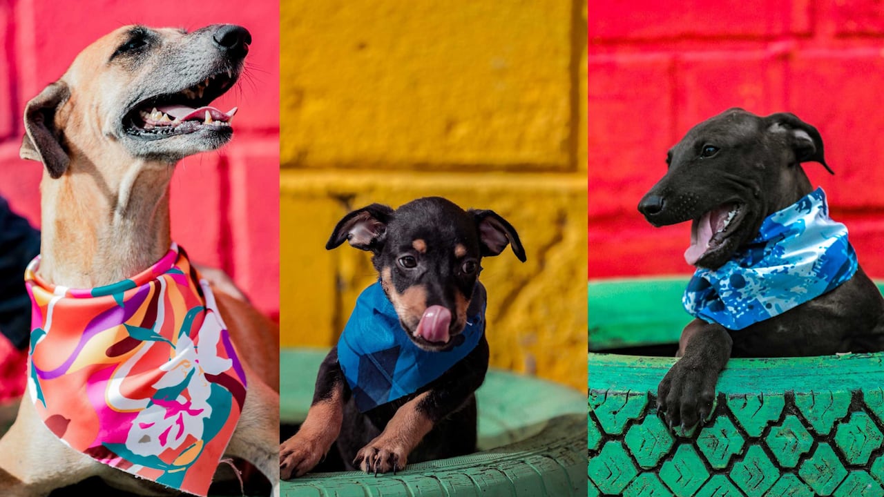 Animales rescatados, tratados y esterilizados en las jornadas barriales de la isla.