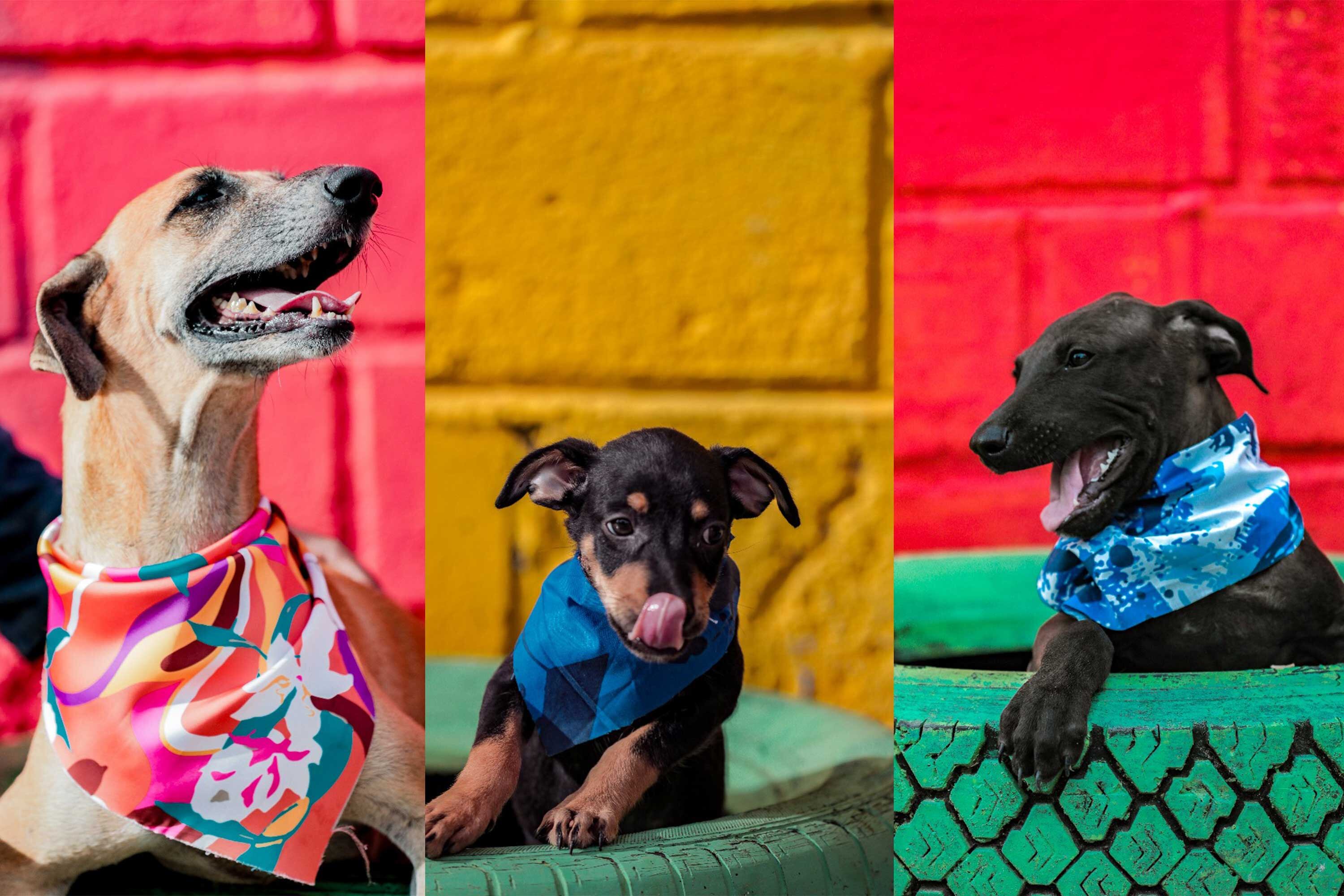 Animales rescatados, tratados y esterilizados en las jornadas barriales de la isla.