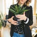 Para escoger el lugar en el que se pondrá la planta de sábila, se deben tener en cuenta ciertos aspectos.