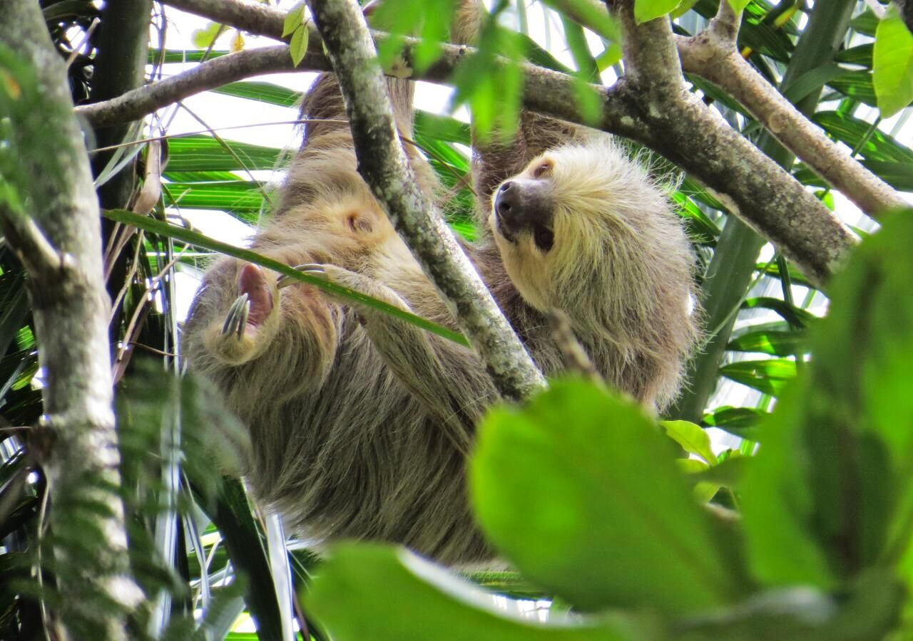 Zipacón y Cachipay tienen una alta presencia de perezosos. Cada mes, sus habitantes encuentran mínimo dos individuos cerca a las vías.