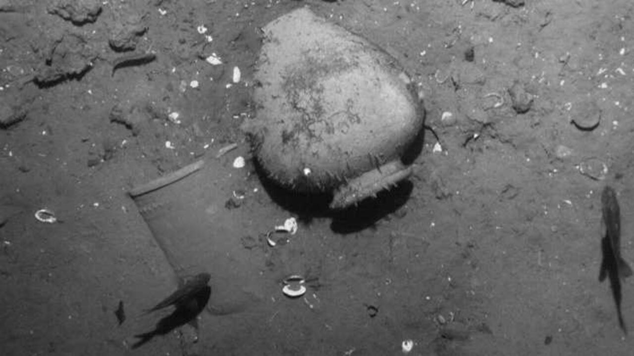 También propone decretar día libre el 4 de diciembre, día en que se anunció el hallazgo.