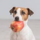 Antes de incorporar frutas a la dieta de su peludito consulte con su veterinario.
