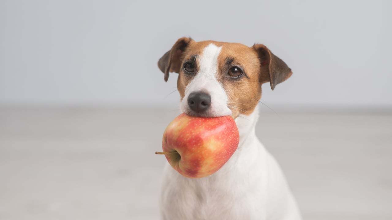 Antes de incorporar frutas a la dieta de su peludito consulte con su veterinario.