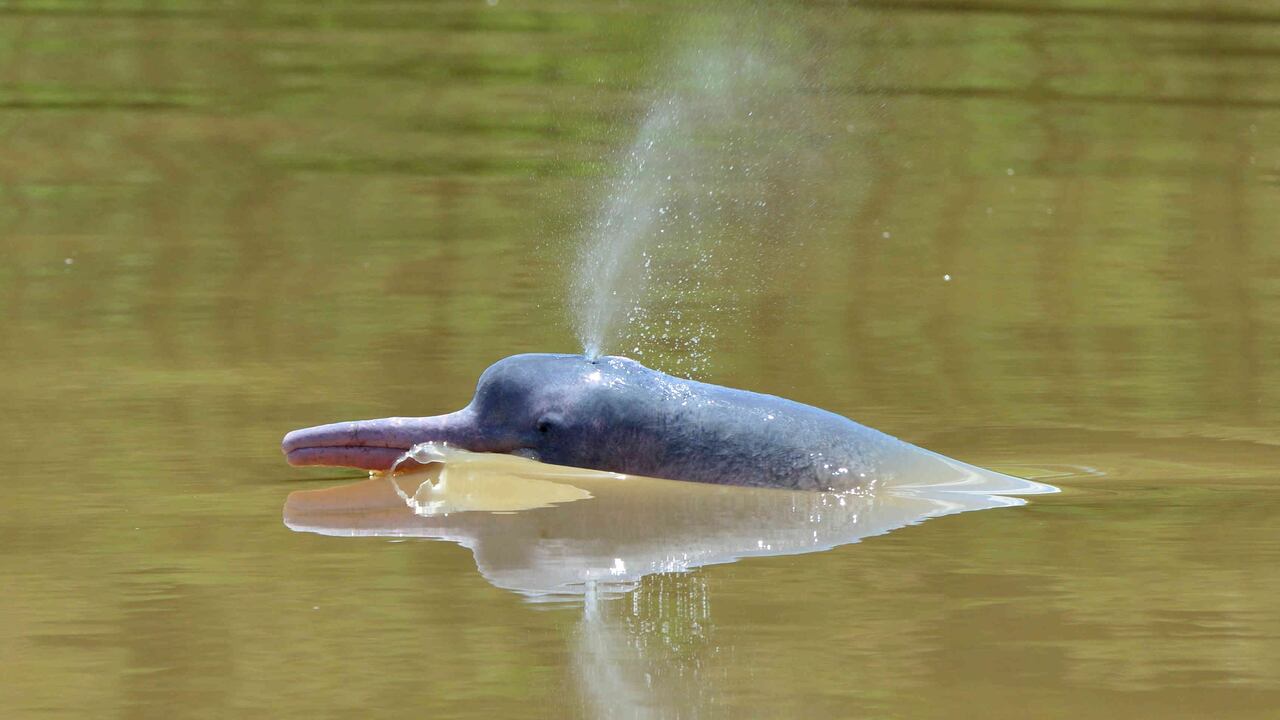 Tonina (Inia geoffrensis) en el río Arauca, Colombia. Foto: Fernando Trujillo - Fundación Omacha