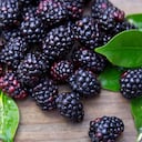 Las frambuesas negras son originarias de Norteamérica.