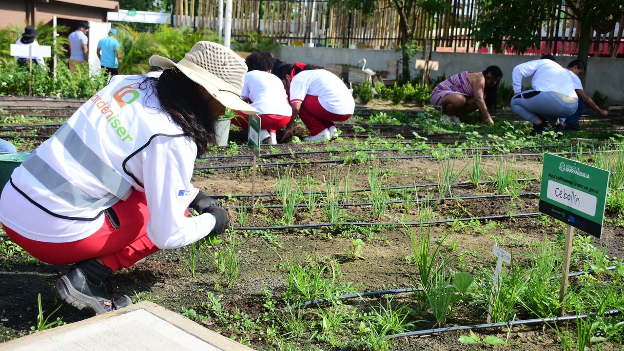 Huertas comunitarias en Las Gardenias.
