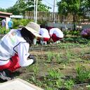 Huertas comunitarias en Las Gardenias.