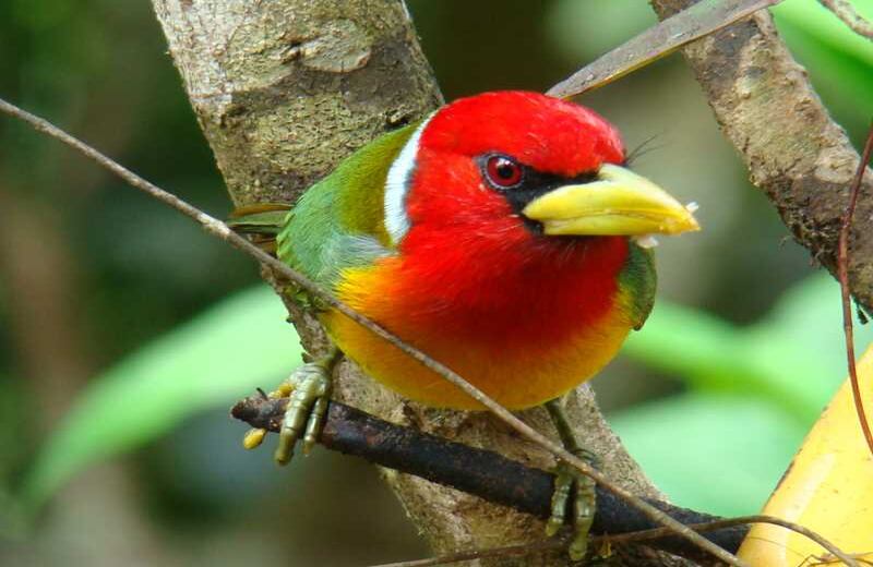 Torito Cabecirrojo. Foto: Carlos Mario Wagner