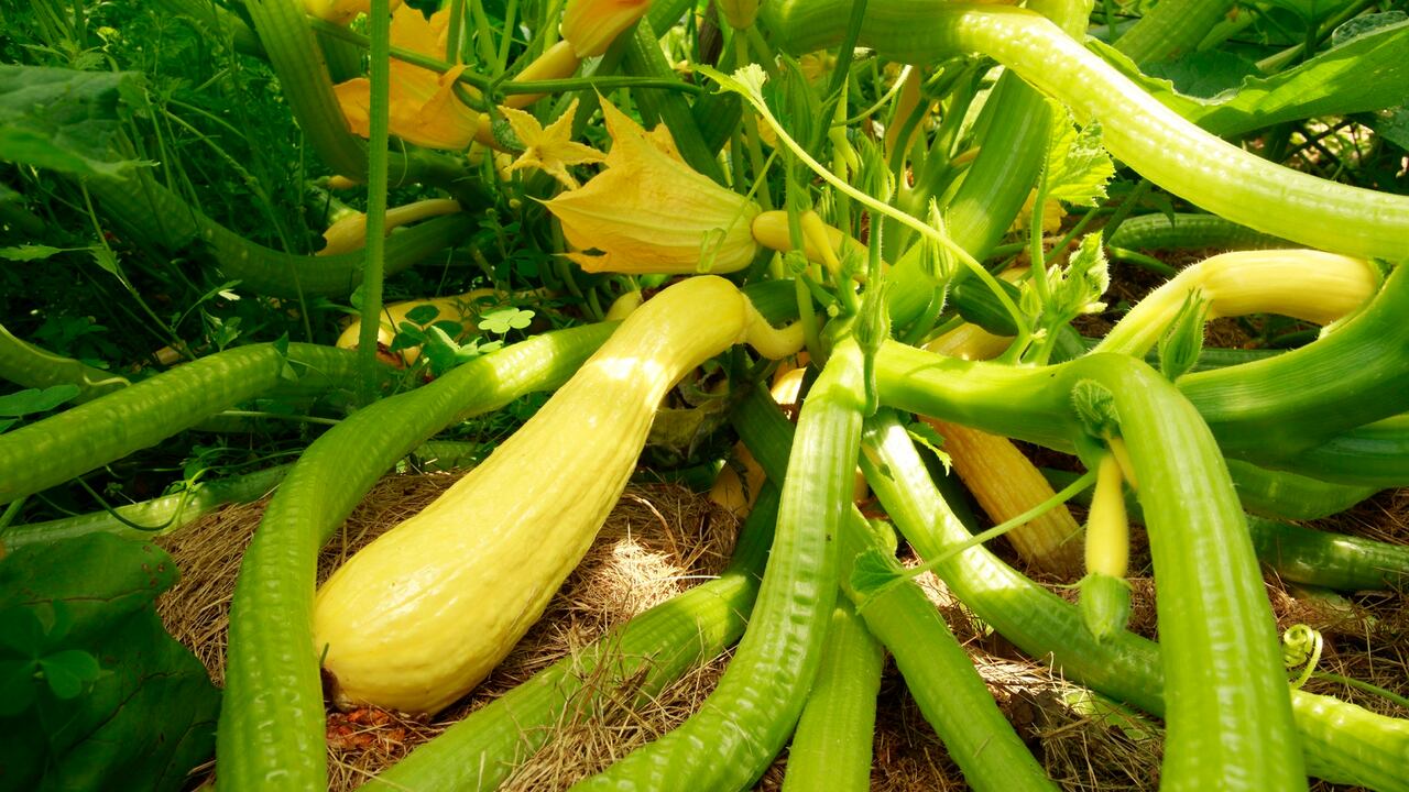 La flor de calabaza tiene diversos beneficios medicinales.