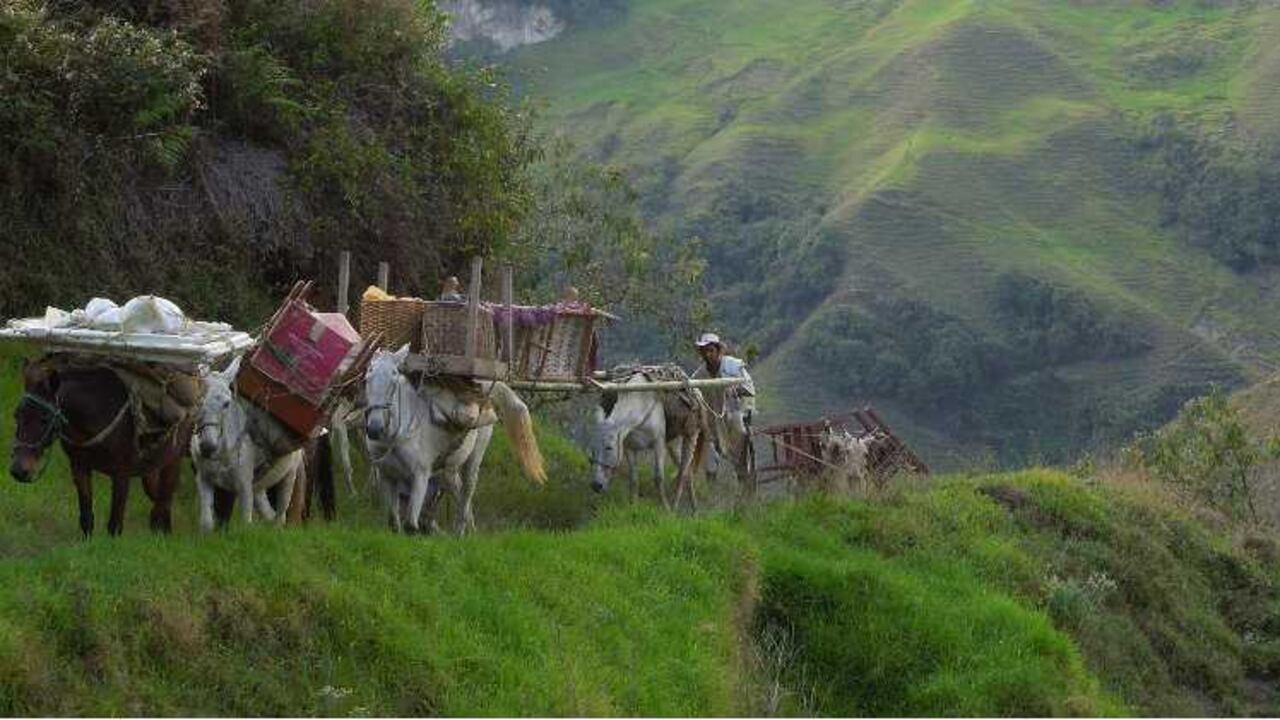 Monte Adentro explora el universo de una de las últimas familias de arrieros en Colombia y sigue la recua de mulas y la vida de dos hermanos.