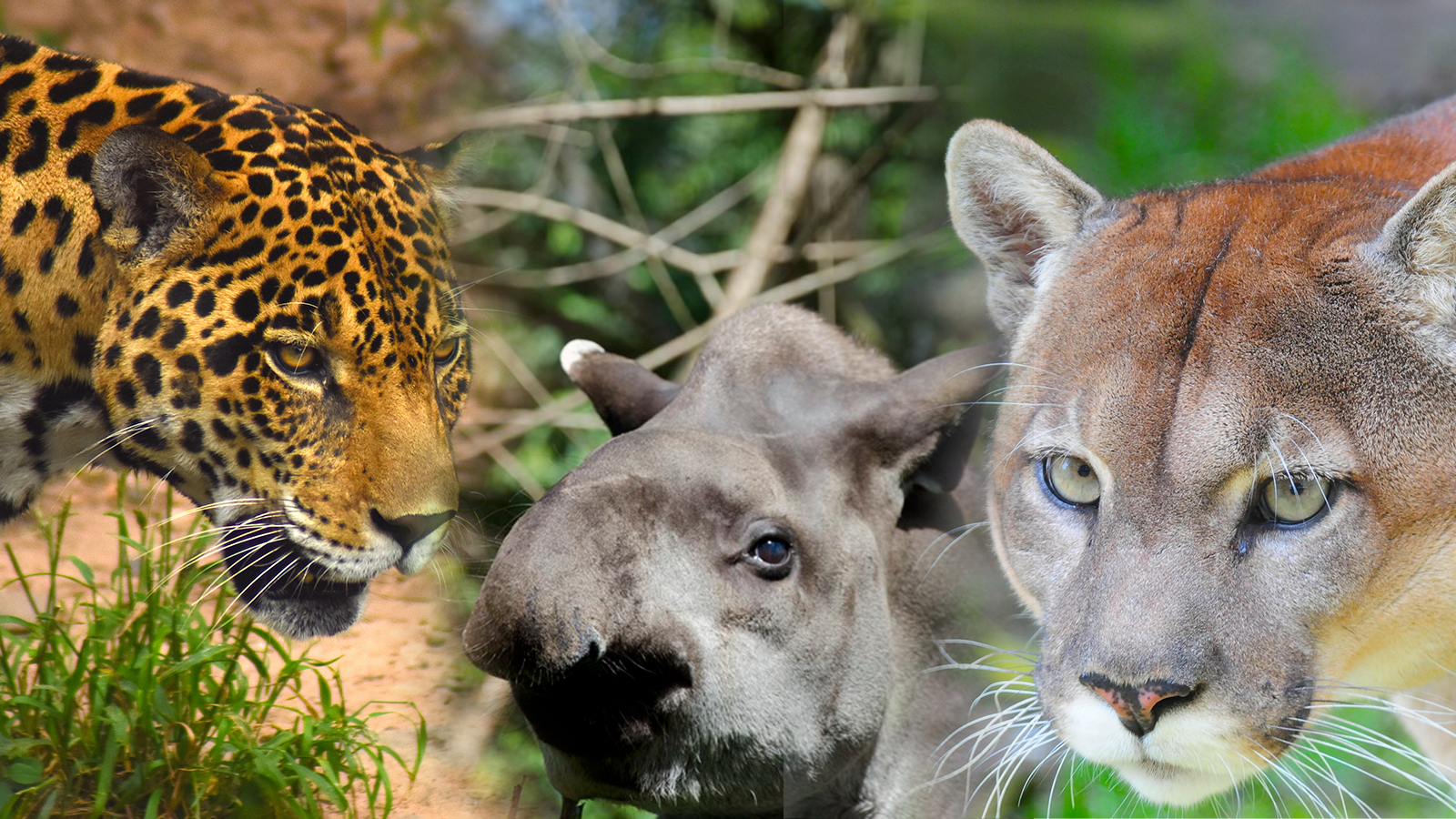 Ademas de la preservación de las tres especies, la iniciativa también pretende la ganadería sostenible y cero tolerancia con el tráfico de fauna silvestre.