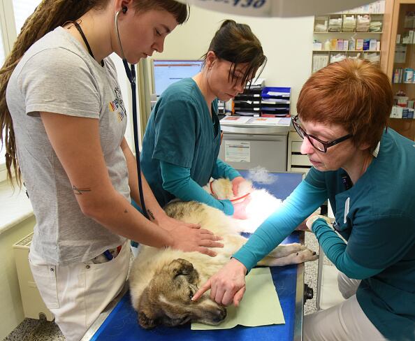Luego de varias horas de cumplir los procedimientos establecidos y que no se lograra su mejoría, las tres mascotas fueron trasladadas a una clínica veterinaria de Irún (Guipuzkoa) a la que llegaron aún con vida, pero en estado muy crítico.  (Photo by Waltraud Grubitzsch/picture alliance via Getty Images)