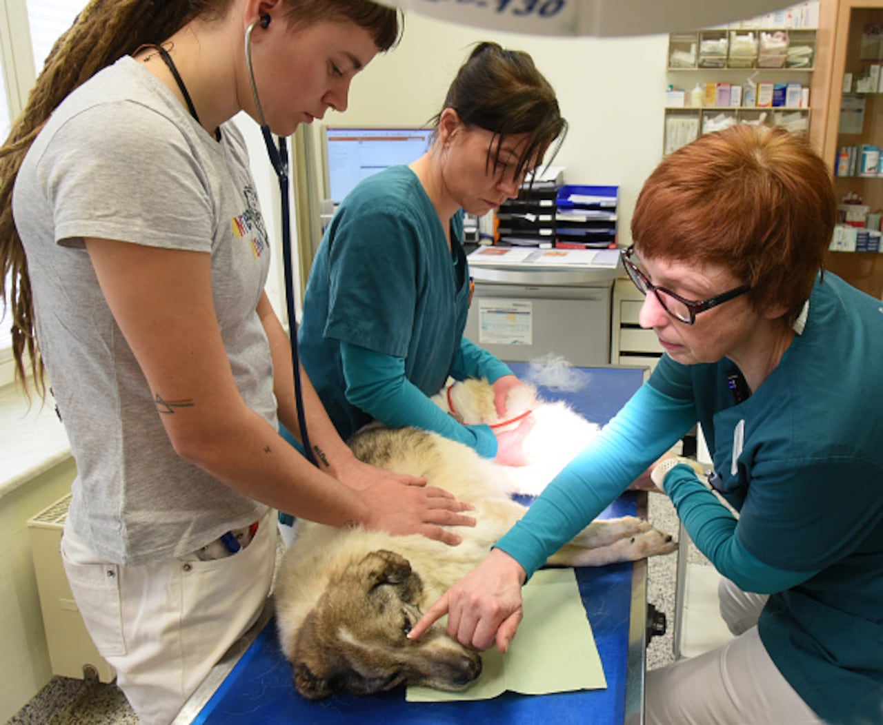 Luego de varias horas de cumplir los procedimientos establecidos y que no se lograra su mejoría, las tres mascotas fueron trasladadas a una clínica veterinaria de Irún (Guipuzkoa) a la que llegaron aún con vida, pero en estado muy crítico. (Photo by Waltraud Grubitzsch/picture alliance via Getty Images)