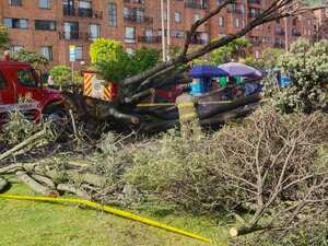 Varios ciudadanos ayudaron a cortar las ramas para atender a los heridos.