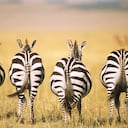 El mundo animal puede ser un un buen recurso para estudiar nuevas formas de tratar y prevenir ciertos tipos de enfermedades en los seres humanos.