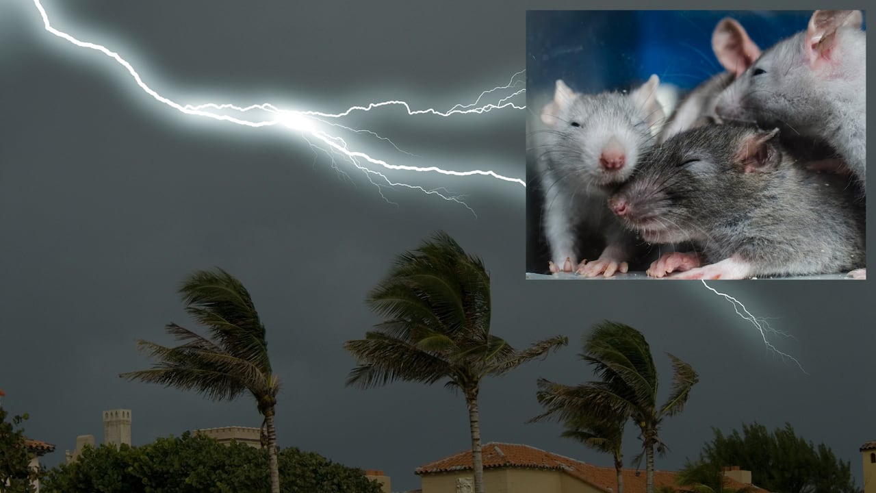 Las fuertes inundaciones en Washington provocaron que ratas emergieran de las alcantarillas, generando una alerta sanitaria inédita para los hogares.