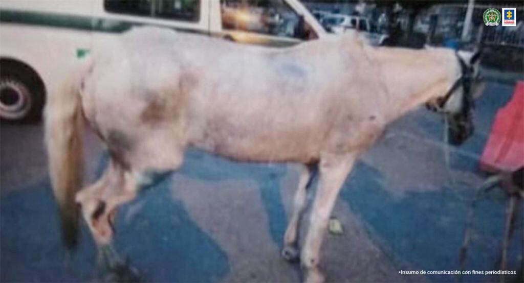 Dos hombres fueron imputados por la Fiscalía señalados de maltratar caballos usados en carretas y vehículos de tracción.