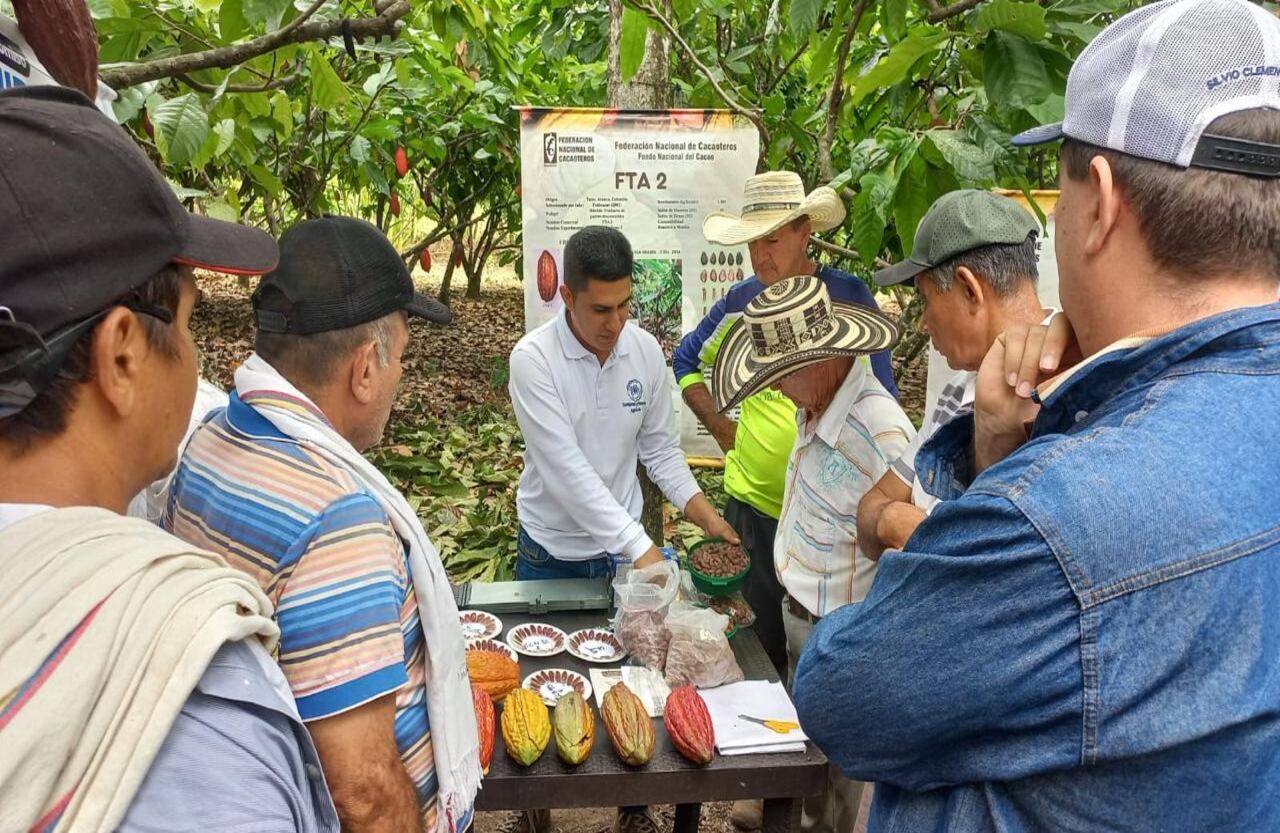 Cordillera - Especial Cacao