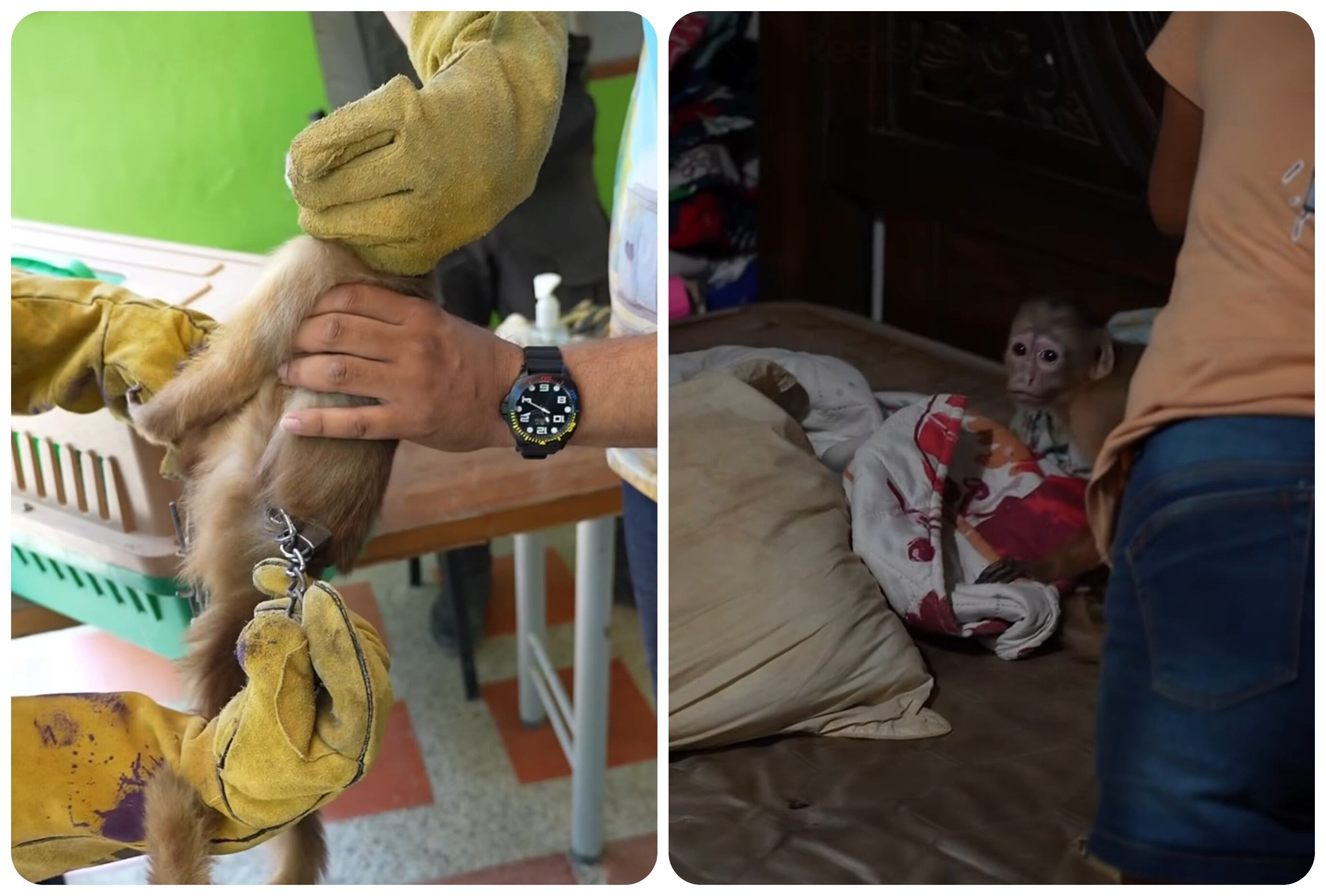 Rescate de mico maicero en Santa Marta.