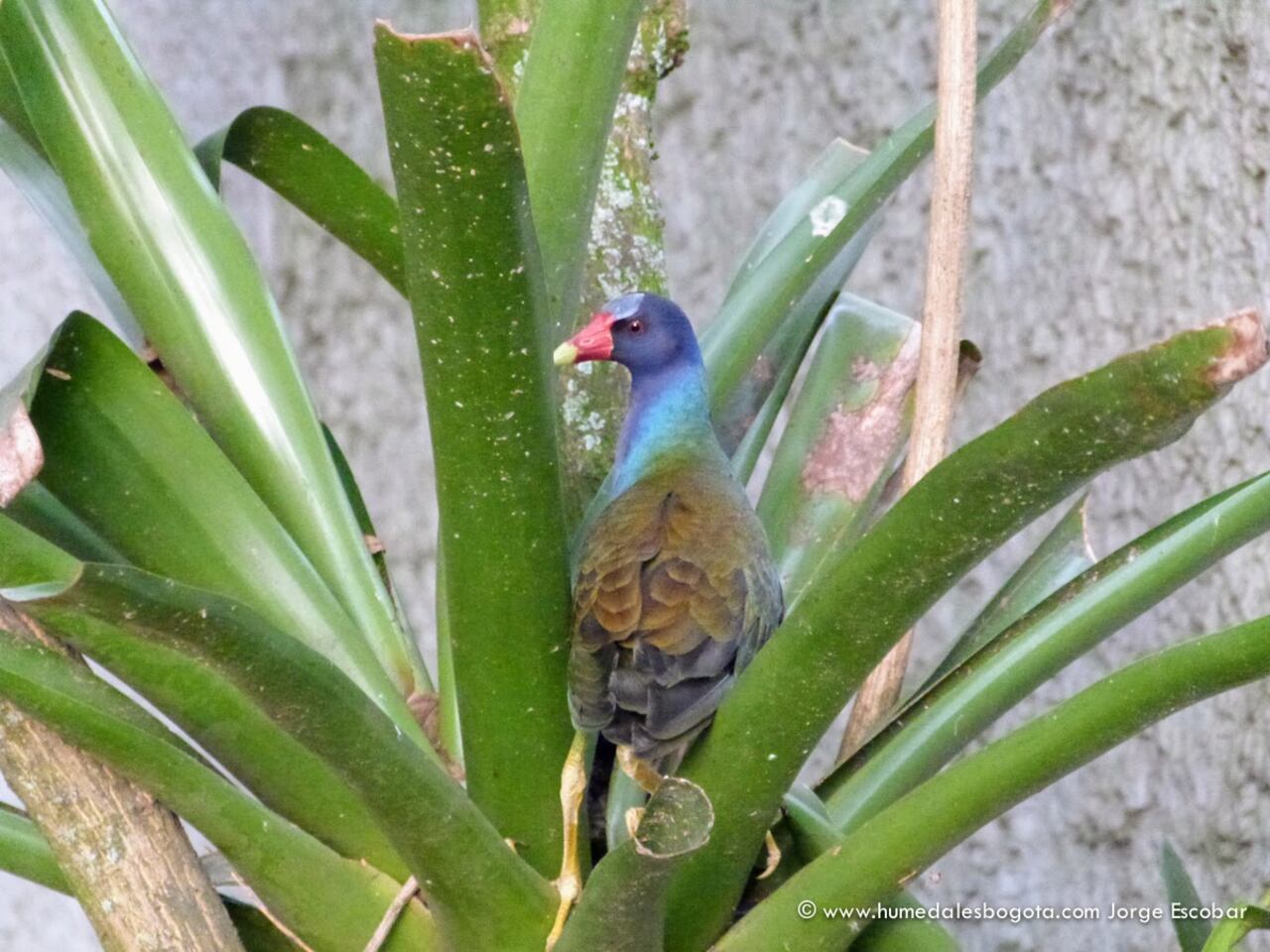 La tingua azul es una especie migratoria que llega a la sabana para reproducirse.