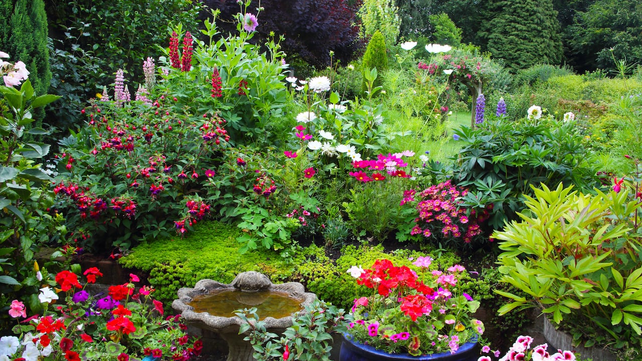Los geranios son plantas de exterior con flores de atractivos y colores vivos.