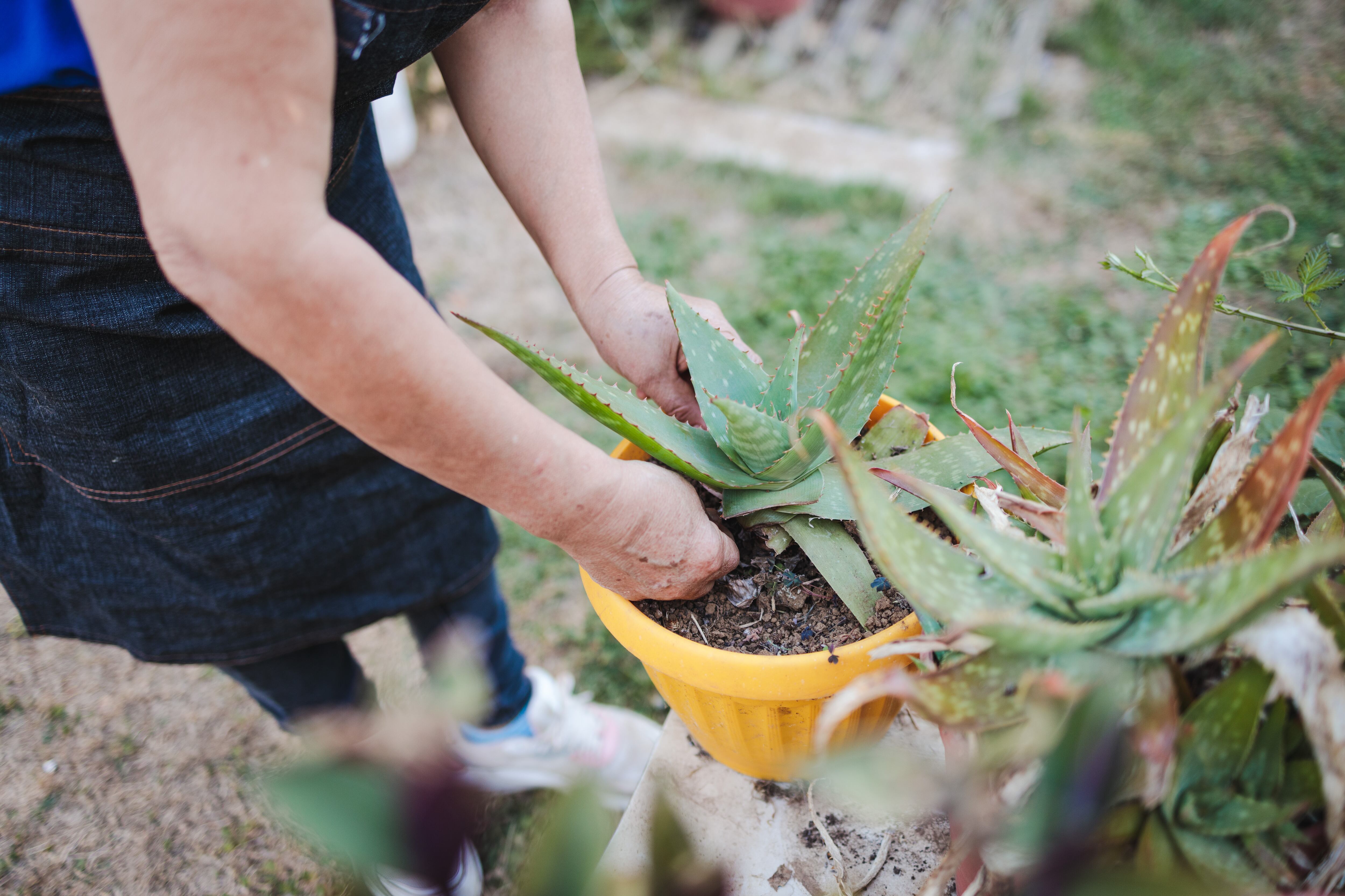 Así de fácil puede cultivar la planta de aloe vera en su jardín.