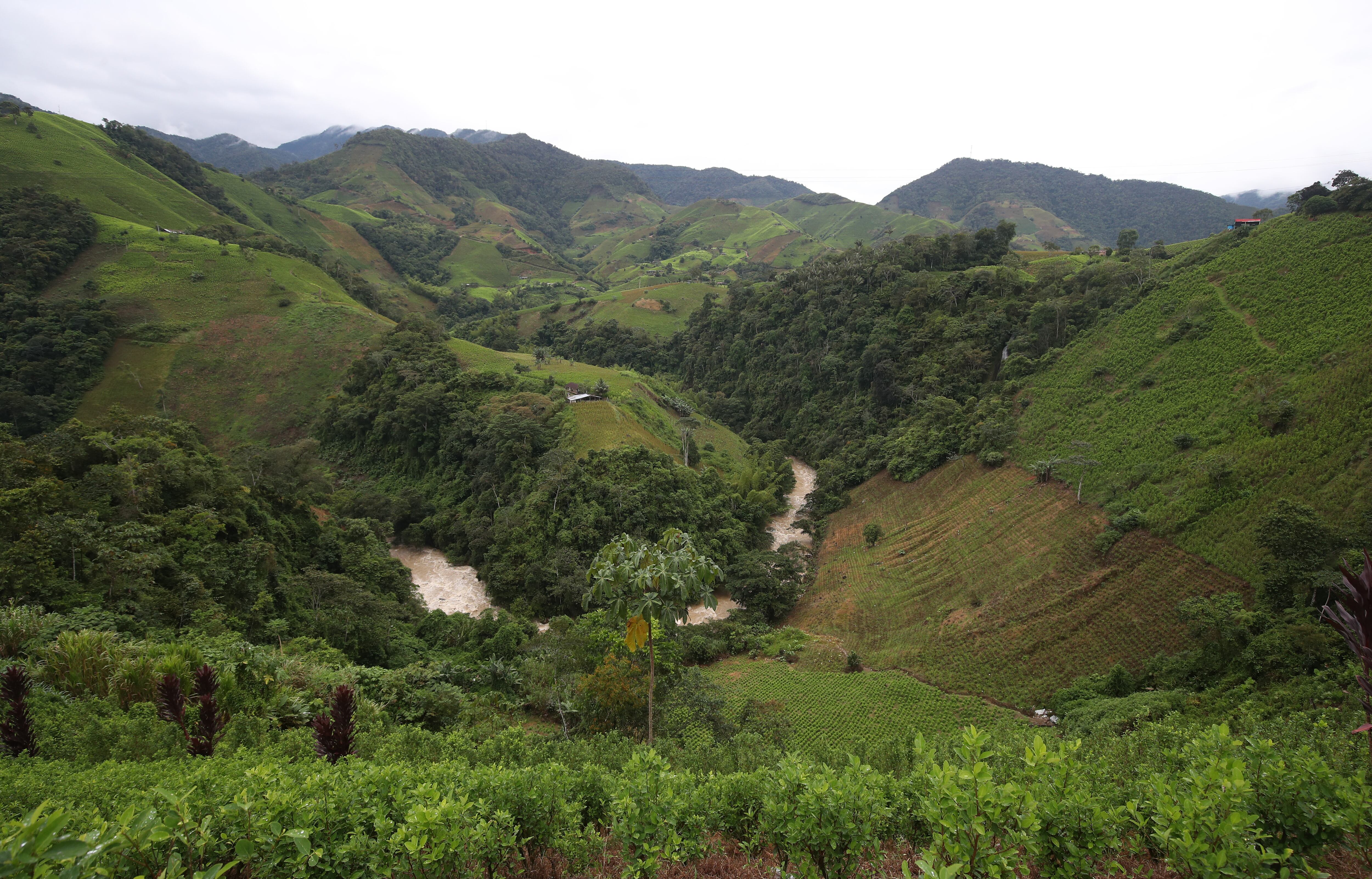 Coca y elefante banco