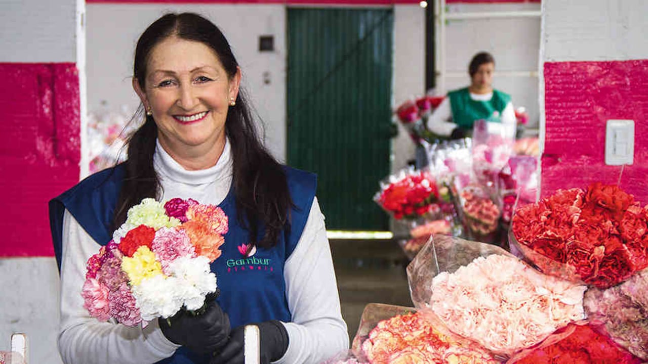 Los claveles de Flores Gambur se comenzaron a exportar a Corea el año pasado.