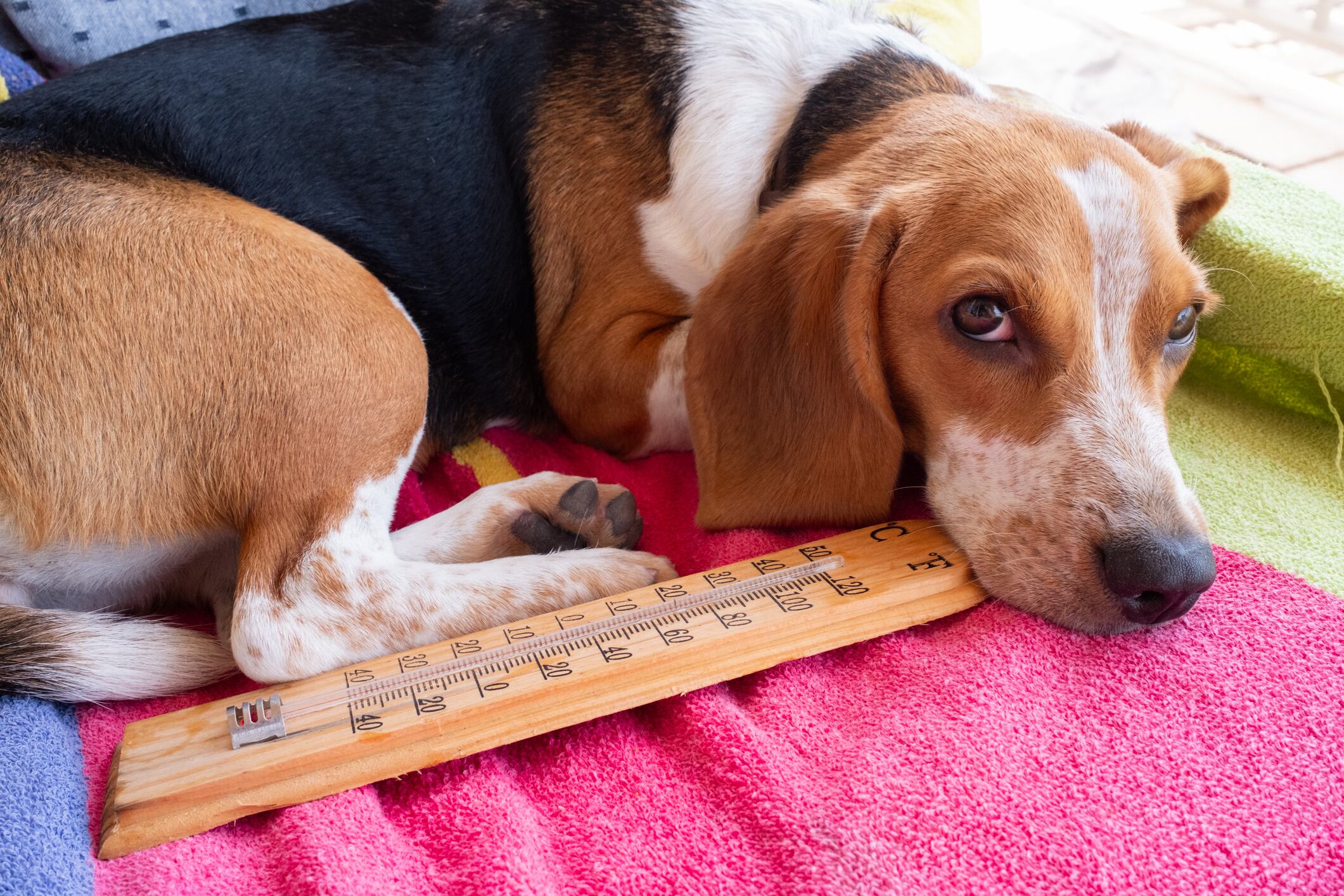 ¿Cómo cuidar a los perros frente a una ola de calor?