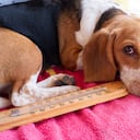 ¿Cómo cuidar a los perros frente a una ola de calor?