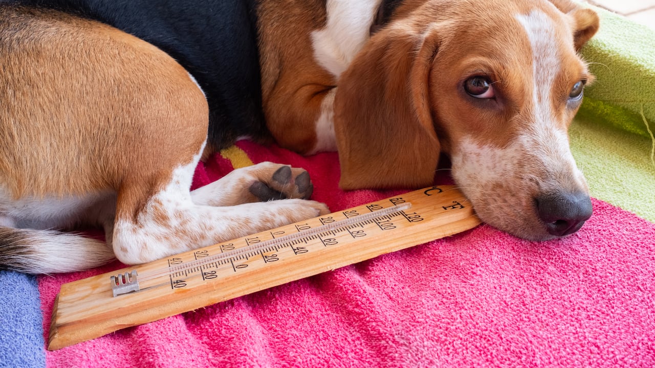 ¿Cómo cuidar a los perros frente a una ola de calor?