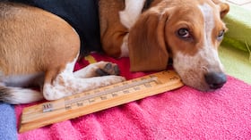 ¿Cómo cuidar a los perros frente a una ola de calor?