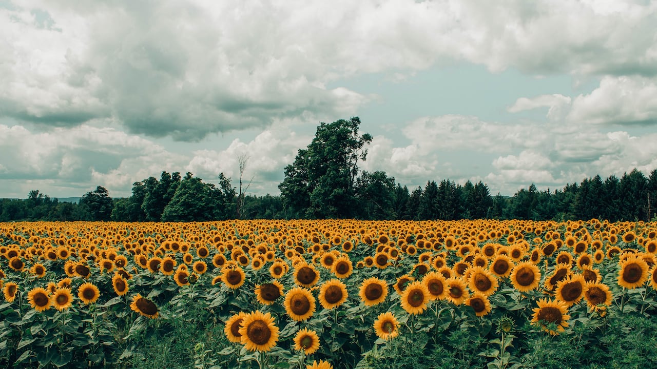 Campo de girasoles