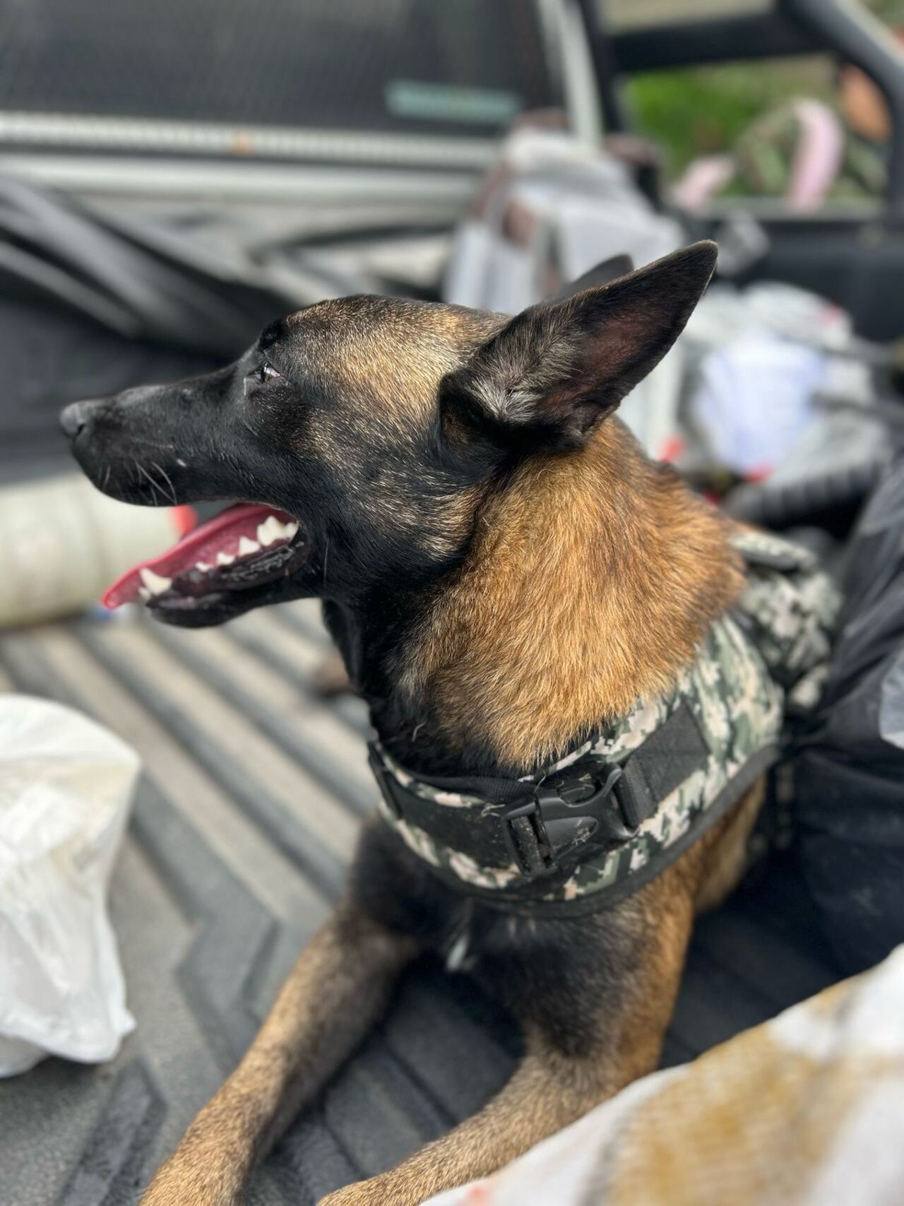 Peligrosa banda en Huila tenía un perro de nueve millones de pesos y un gran arsenal