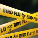 Yellow bird flu quarantine barrier before defocused background. Horizontal composition with copy space. Bird flu quarantine concept.