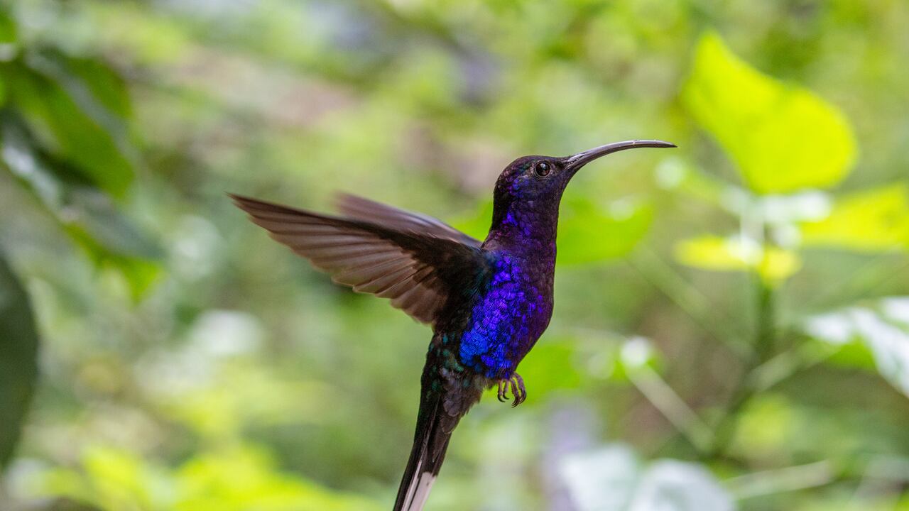 Trucos para atraer los colibríes a su jardín.