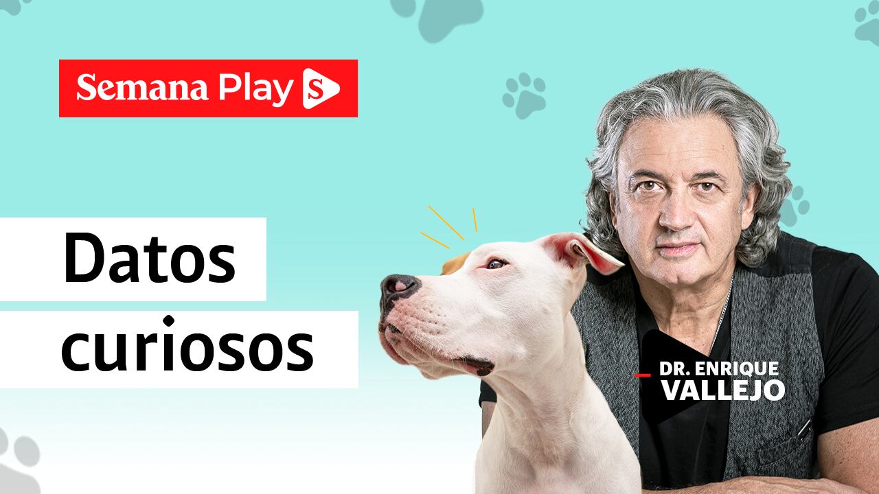 Datos curiosos | Enrique Vallejo en Salud Animal