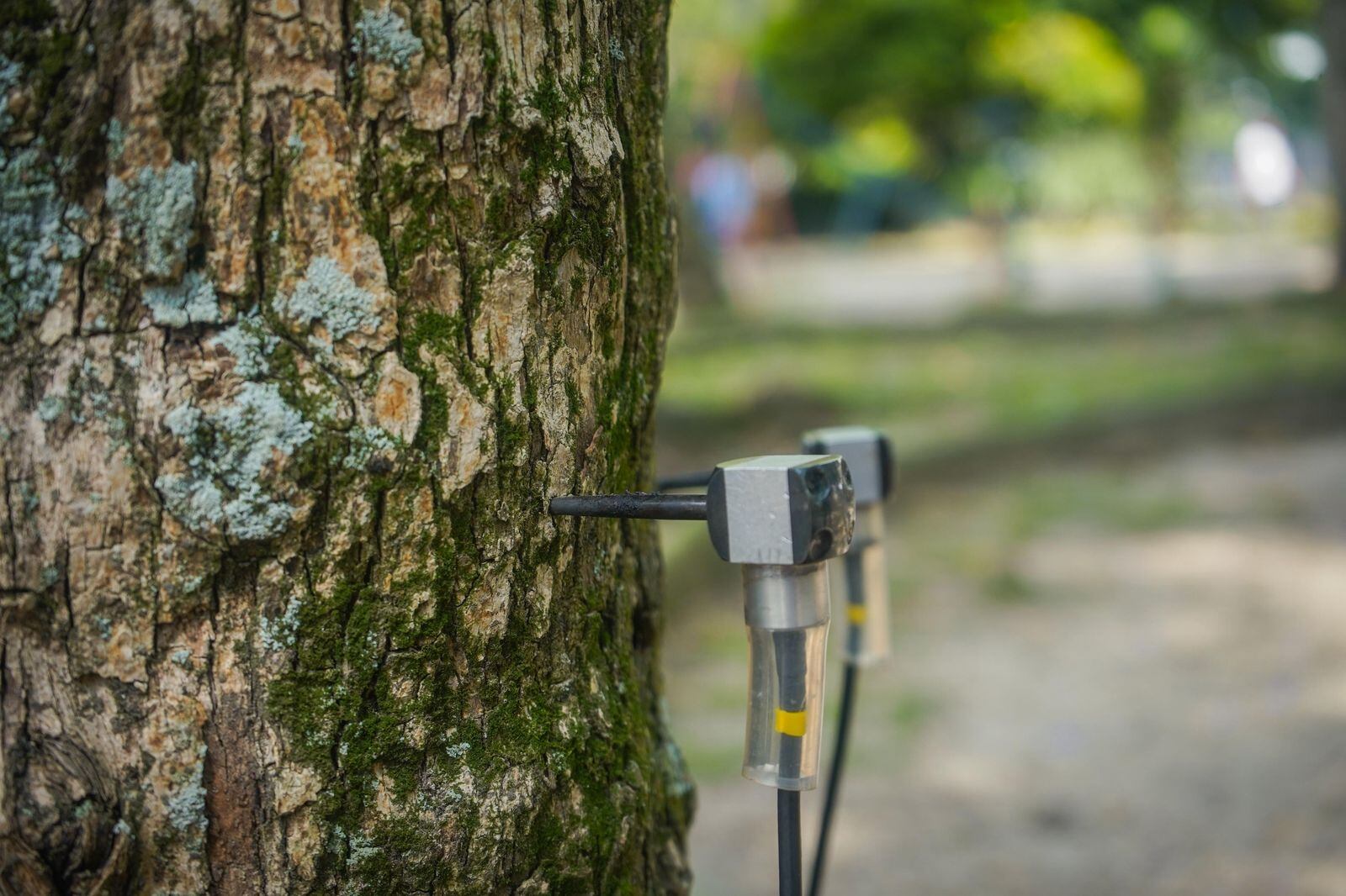 Plan de choque por caída de árboles en Medellín