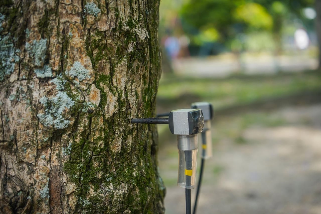 Plan de choque por caída de árboles en Medellín