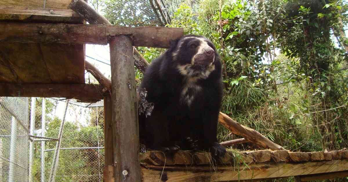 Cerro de Mamapacha, uno de los refugios del oso de anteojos.