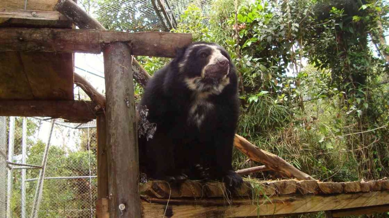 Especies en peligro de extinción o en alta condición de vulnerabilidad como el oso andino son atendidas en el CAVR. Foto: Corpochivor.