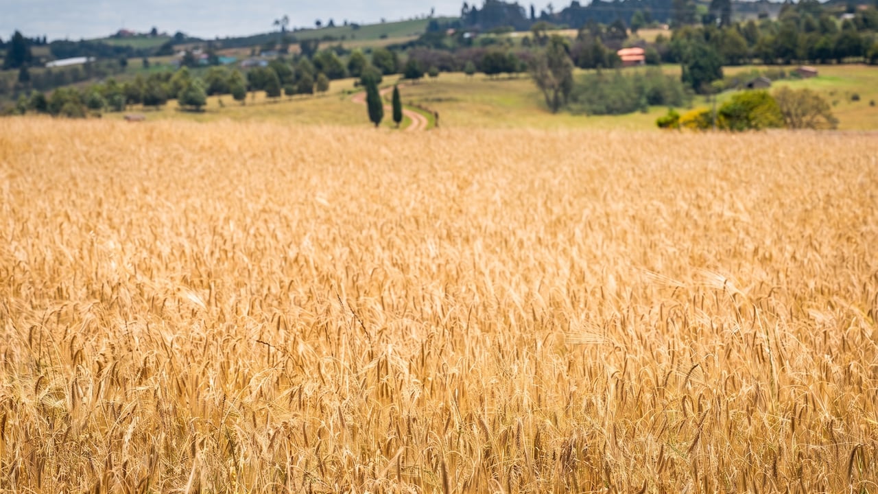 El cultivo también aporta a la diversificación agrícola y estabilidad del ingreso rural