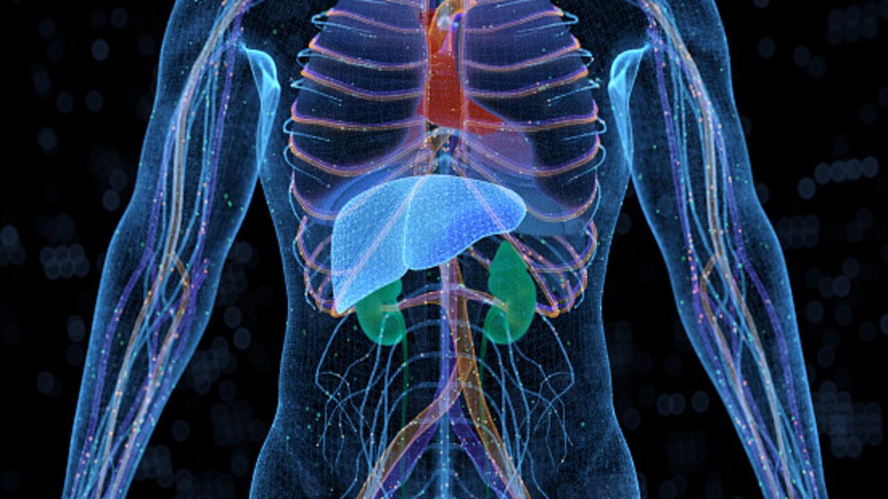 En el caso concreto del hígado, este es un órgano cuyas funciones resaltan a partir de regular los niveles químicos de la sangre, generar la bilis y ayudar a descomponer las grasas para los procesos digestivos.