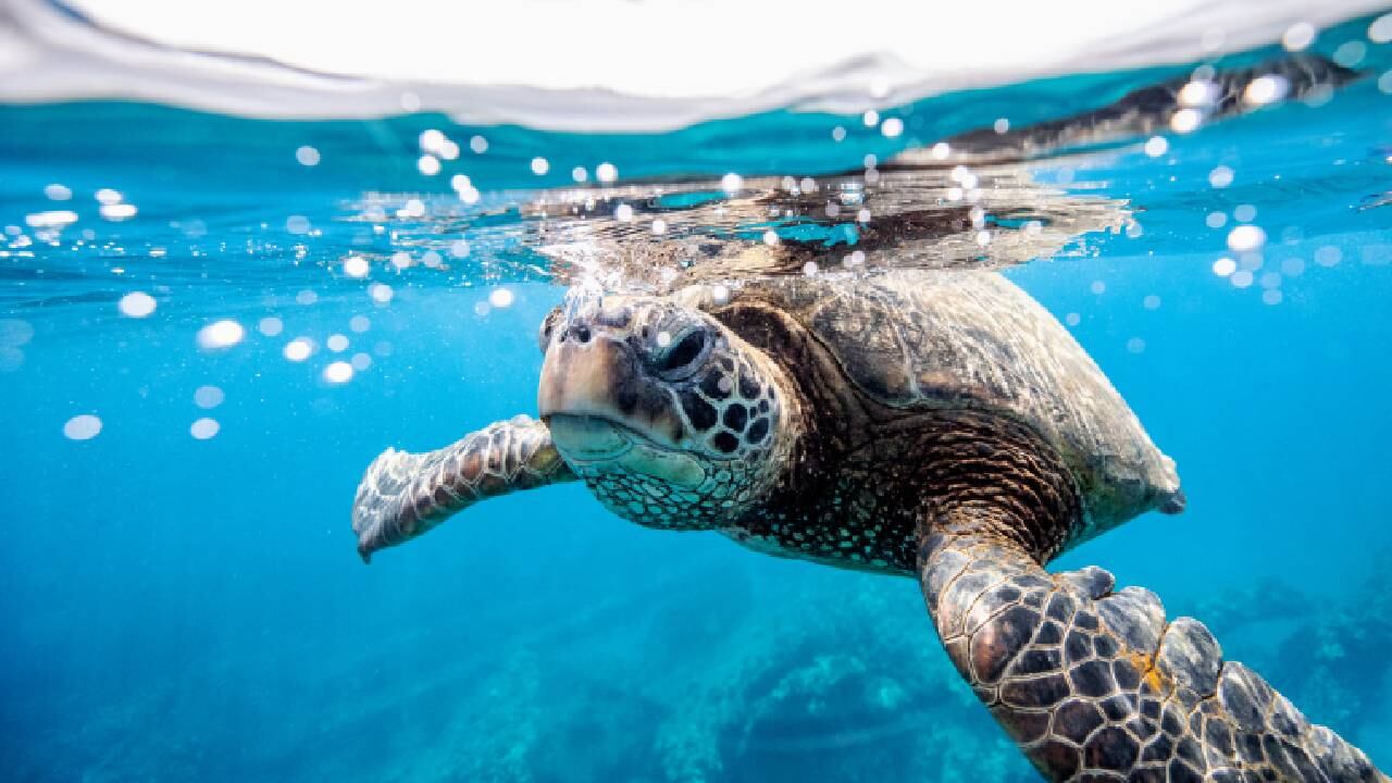 Según el portal oceana.org, las aguas marítimas proporcionan el 70 % del oxígeno que necesita el ser humano.