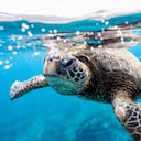 Según el portal oceana.org, las aguas marítimas proporcionan el 70 % del oxígeno que necesita el ser humano.