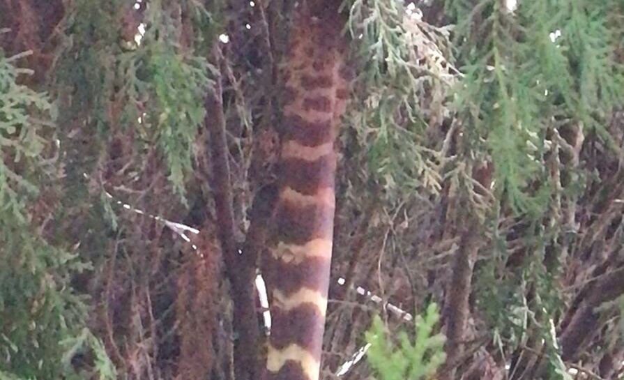 Esta era la supuesta anaconda que apareció en el oeste de Cali.