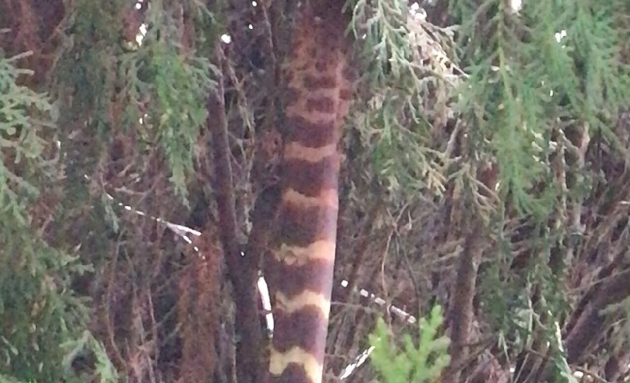 Esta era la supuesta anaconda que apareció en el oeste de Cali.