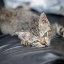 Un gatito, rescatado de la zona de tragedia, espera ser reclamado o adoptado. el miércoles 5 de abril de 2017, en un refugio provisional en Mocoa, Putumayo, luego de que una avalancha de lodo y piedra —la noche del 31 de marzo— provocada por el desbordamiento de los ríos Mocoa, Mulato y Sangoyaco, matara a por lo menos 301 personas y dejara un número indeterminado de desaparecidos. Foto: Carlos Julio Martínez / Enviado Especial de SEMANA