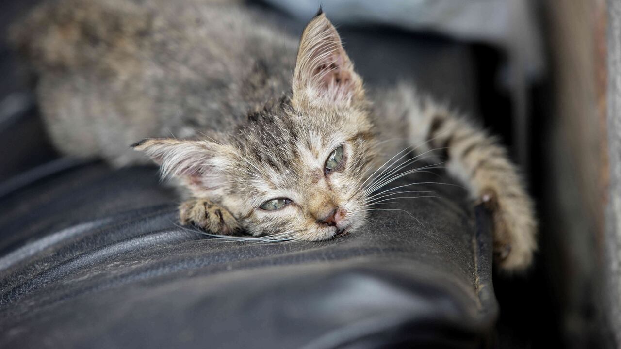 El gato presentaba signos de maltado y abuso sexual. Imagen de referencia. Foto: Carlos Julio Martínez